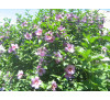 Гібіскус сирійський Крімсон беллс (Hibiscus syriacus  Crimson bells)